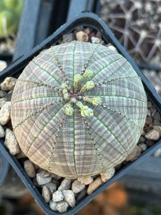 Euphorbia obesa vaso 7,5 cm