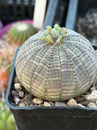 Euphorbia obesa vaso 7,5 cm