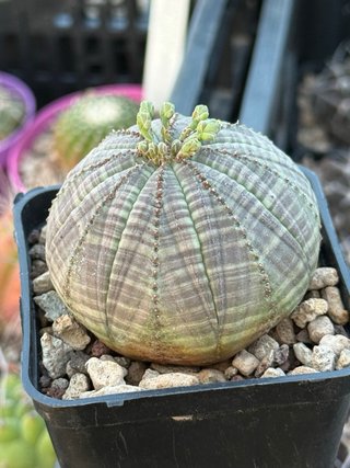 Euphorbia obesa vaso 7,5 cm