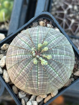 Euphorbia obesa vaso 7,5 cm