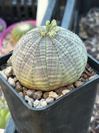 Euphorbia obesa vaso 7,5 cm