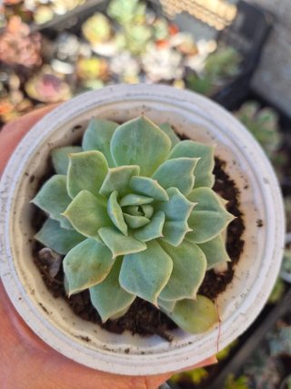 Echeveria Boeil Róse