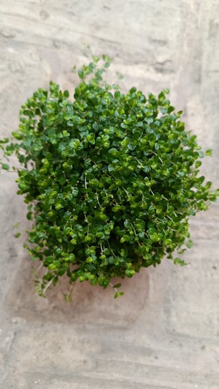 Soleirolia planta de interior terrario Ø9