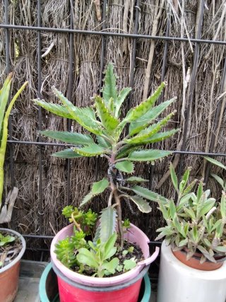 Planta Kalanchoe propiedades contra el cáncer