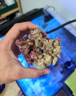 Coralero de Roca Magnético Acuario Marino