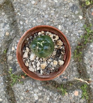 Coryphantha Elephantidens Insermis vaso 4 cm