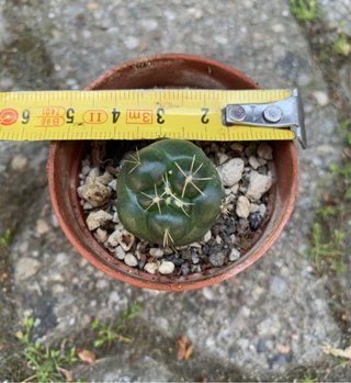 Coryphantha Elephantidens Insermis vaso 4 cm