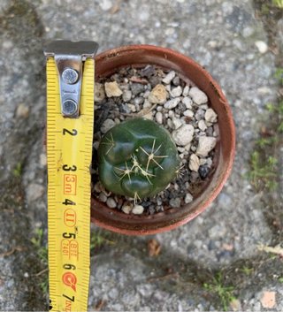 Coryphantha Elephantidens Insermis vaso 4 cm