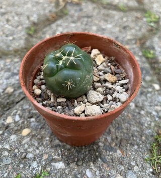 Coryphantha Elephantidens Insermis vaso 4 cm