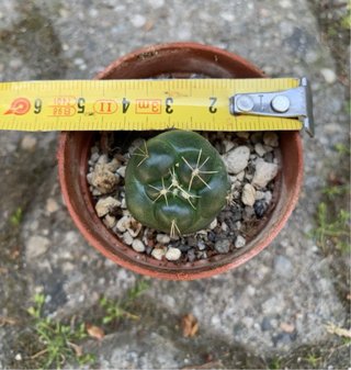 Coryphantha Elephantidens Insermis vaso 4 cm