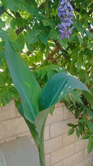 Canna indica o canna fiorita in vaso