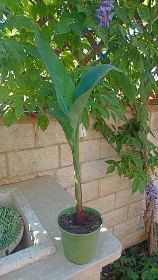 Canna indica o canna fiorita in vaso