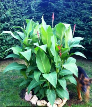 Canna indica o canna fiorita in vaso