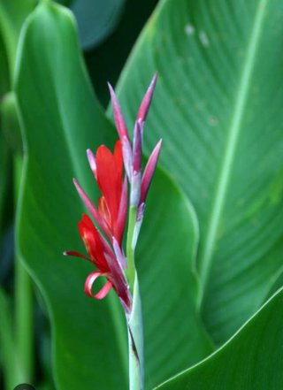 Canna indica o canna fiorita in vaso