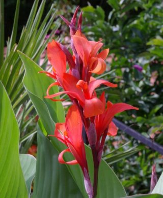 Canna indica o canna fiorita in vaso
