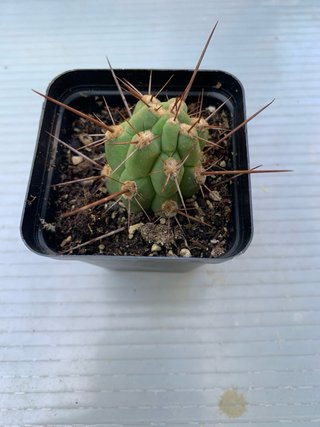 Trichocereus leucostele deserticola in vaso