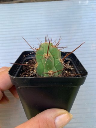 Trichocereus leucostele deserticola in vaso