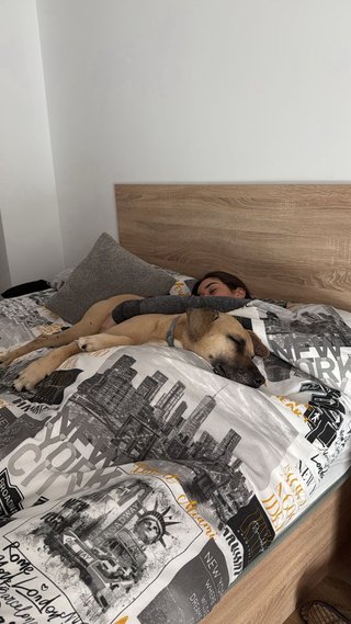 CUIDADORA DE PERROS Y GATOS