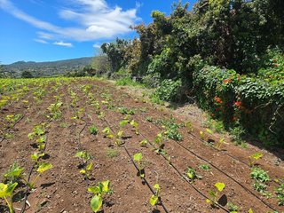 Terreno en venta en Breña Alta