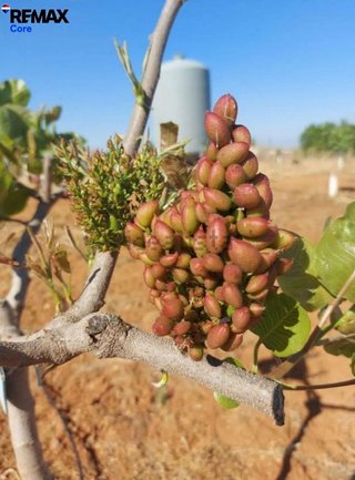 Terreno en venta en Higuera la Real