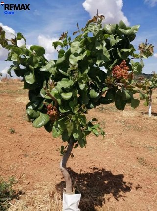 Terreno en venta en Higuera la Real