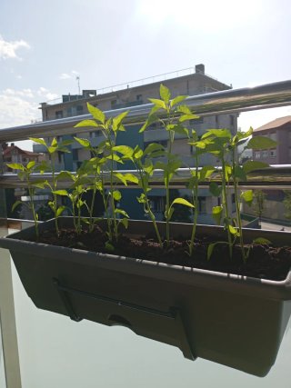 Jardinería en genera