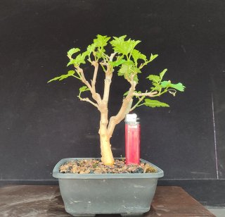 Pre bonsai morera n2