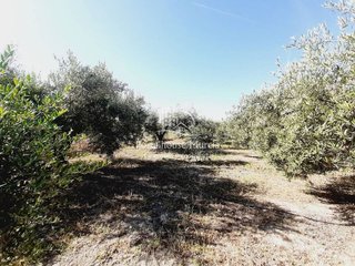 Terreno en venta en Mula