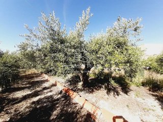 Terreno en venta en Mula