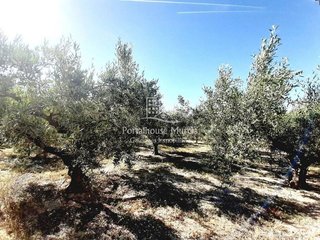 Terreno en venta en Mula