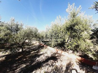 Terreno en venta en Mula