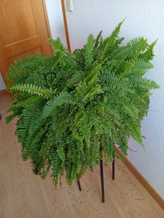 Helecho enorme con maceta de barro. Planta natural