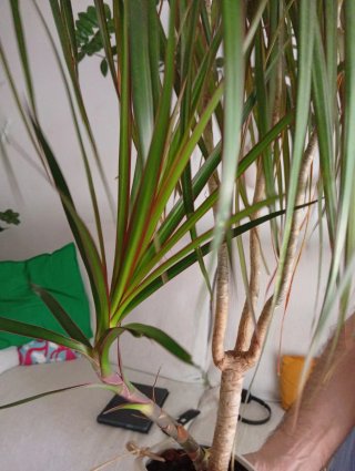 Helecho enorme con maceta de barro. Planta natural