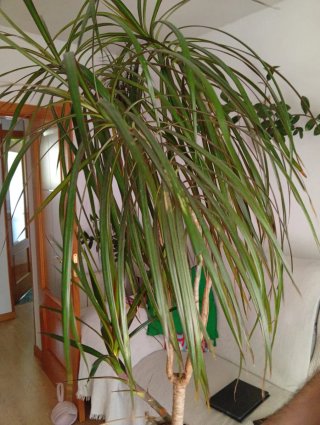 Helecho enorme con maceta de barro. Planta natural