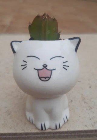 Cactus macetas de Cerámica. Precio en texto.