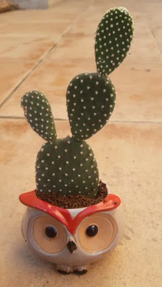 Cactus macetas de Cerámica. Precio en texto.