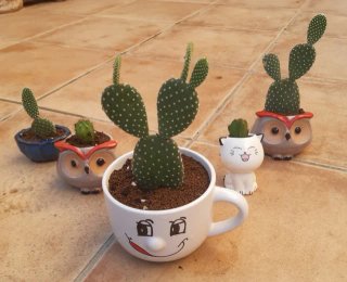 Cactus macetas de Cerámica. Precio en texto.