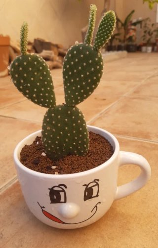 Cactus macetas de Cerámica. Precio en texto.