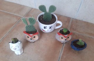 Cactus macetas de Cerámica. Precio en texto.