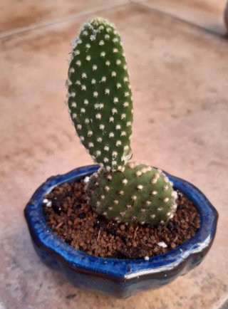 Cactus macetas de Cerámica. Precio en texto.