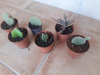 Plantas Suculentas y Cactus. Varios precios.