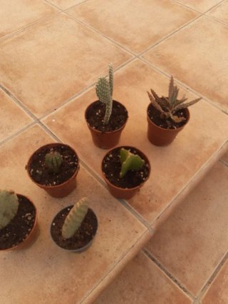 Plantas Suculentas y Cactus. Varios precios.