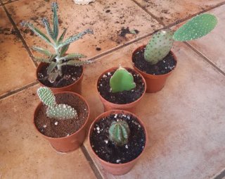 Plantas Suculentas y Cactus. Varios precios.