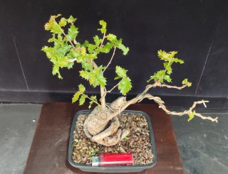 Pre bonsai QUERCUS FAGINEA