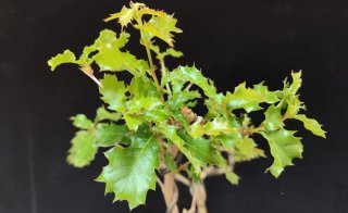 Pre bonsai QUERCUS FAGINEA