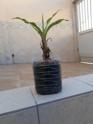 Platanera -planta plantón.