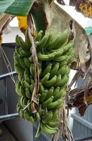 Platanera -planta plantón.