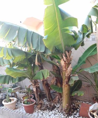 Platanera -planta plantón.