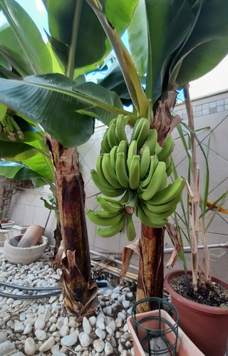 Platanera -planta plantón.