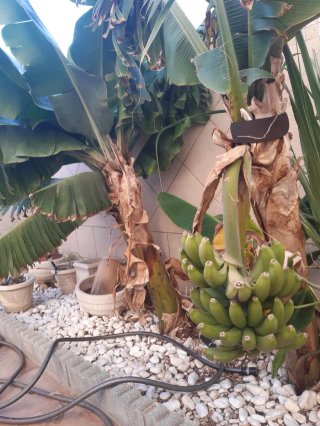 Platanera -planta plantón.
